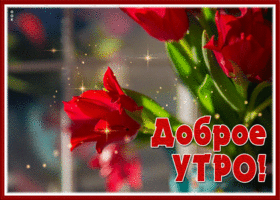 Picture картинка доброе утро с алыми тюльпанами