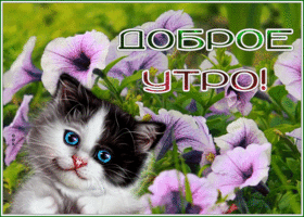 Picture картинка доброе утро с голубоглазым котенком