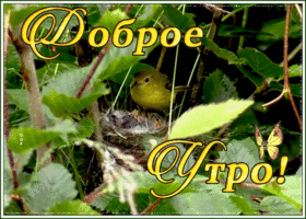 Открытка картинка доброе утро с птичками
