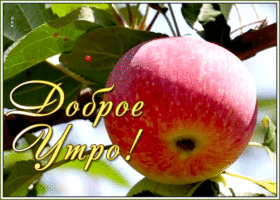 Картинка картинка доброе утро, солнышко