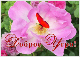 Открытка картинка доброе утро цветущего настроения