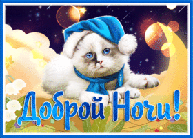 Picture картинка доброй ночи с голубоглазым котиком