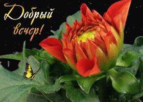 Postcard картинка добрый вечер с удивительным цветком