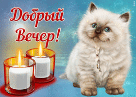 Картинка картинка добрый вечер с котиком
