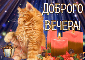 Открытка картинка добрый вечер с котом