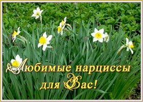 Открытка картинка гиф с нарциссами