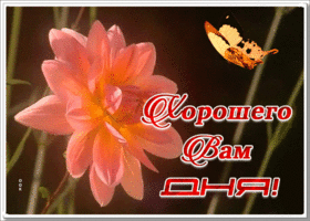 Картинка картинка хорошего дня с бабочкой