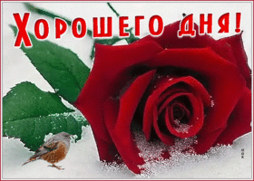 Картинка картинка хорошего дня с розой