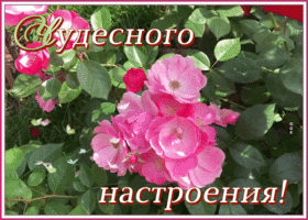 Открытка картинка хорошего настроения на целый день