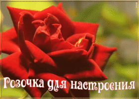 Картинка картинка хорошего настроения с розой