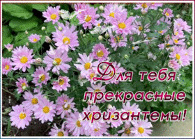 Открытка картинка хризантемы для тебя