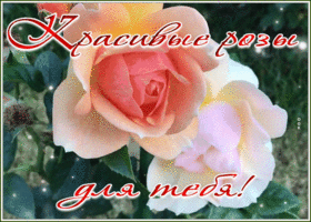 Картинка картинка красивые розы для тебя