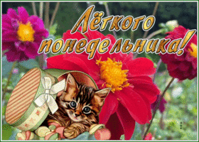 Postcard картинка легкого понедельника с котиком