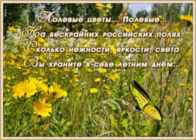 Открытка картинка лето с красивыми словами