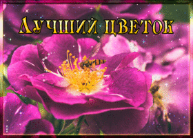 Картинка картинка лучший цветок