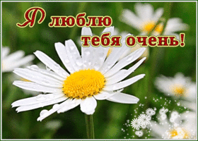 Картинка картинка люблю тебя очень сильно