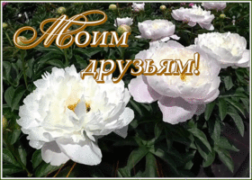 Картинка картинка моим дорогим друзьям