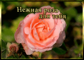 Картинка картинка нежная роза для тебя