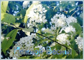 Картинка картинка нежной весны