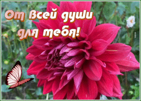 Postcard картинка от всей души для тебя этот замечательный цветок