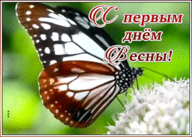 Картинка картинка первый день весны с бабочкой