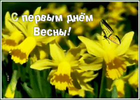 Открытка картинка первый день весны с нарциссами