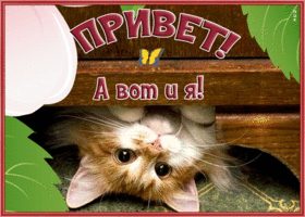 Picture картинка привет, а вот и я, с котиком