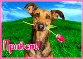 Открытка картинка привет и хорошего денька