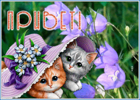 Открытка картинка привет с котятами