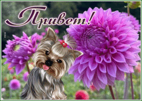Picture картинка привет с песиком и цветком