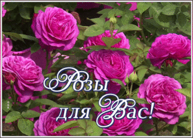 Картинка картинка розы для вас