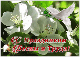 Picture картинка с 1 мая с голубем