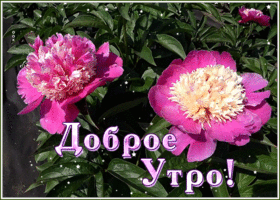 Открытка картинка с добрым утром и хорошим днем