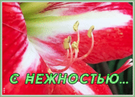 Открытка картинка с лилией с нежностью