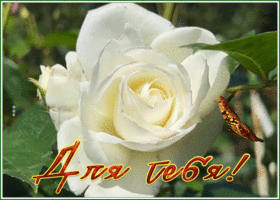 Picture картинка с нежнейшей белой розочкой для тебя