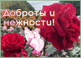 Postcard картинка с пожеланием доброты и нежности