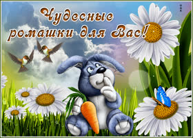 Картинка картинка с ромашками