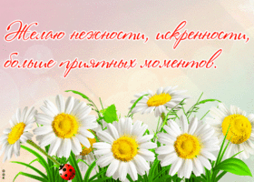 Открытка картинка с ромашками с пожеланиями