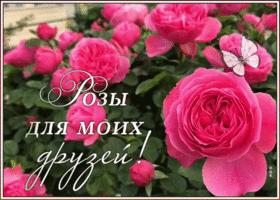 Картинка картинка с розами для друзей