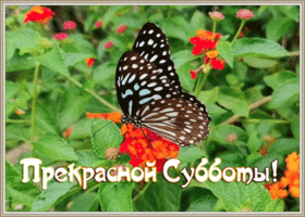 Картинка картинка с субботой с бабочкой