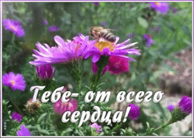 Открытка картинка с цветами от всего сердца