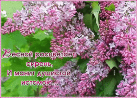 Открытка картинка с весной с сиренью