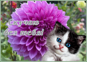 Picture картинка скучаю с голубоглазым котенком