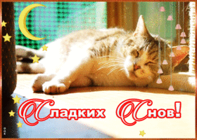 Открытка картинка сладких снов с котиком