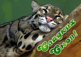 Picture картинка сладких снов со спящим леопардом