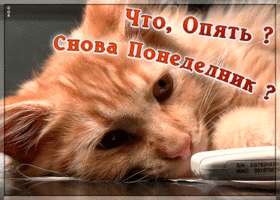 Картинка картинка снова понедельник