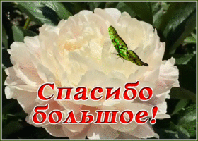 Открытка картинка со словом спасибо