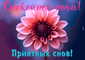 Picture картинка спокойной ночи, приятных снов с розовым цветком