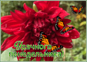 Picture картинка удачного понедельника с ярким цветком