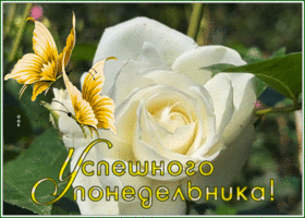 Picture картинка успешного понедельника с розой